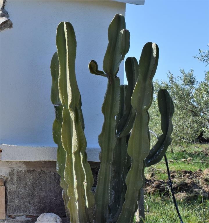 La Ginestra Guest House Orosei Luaran gambar